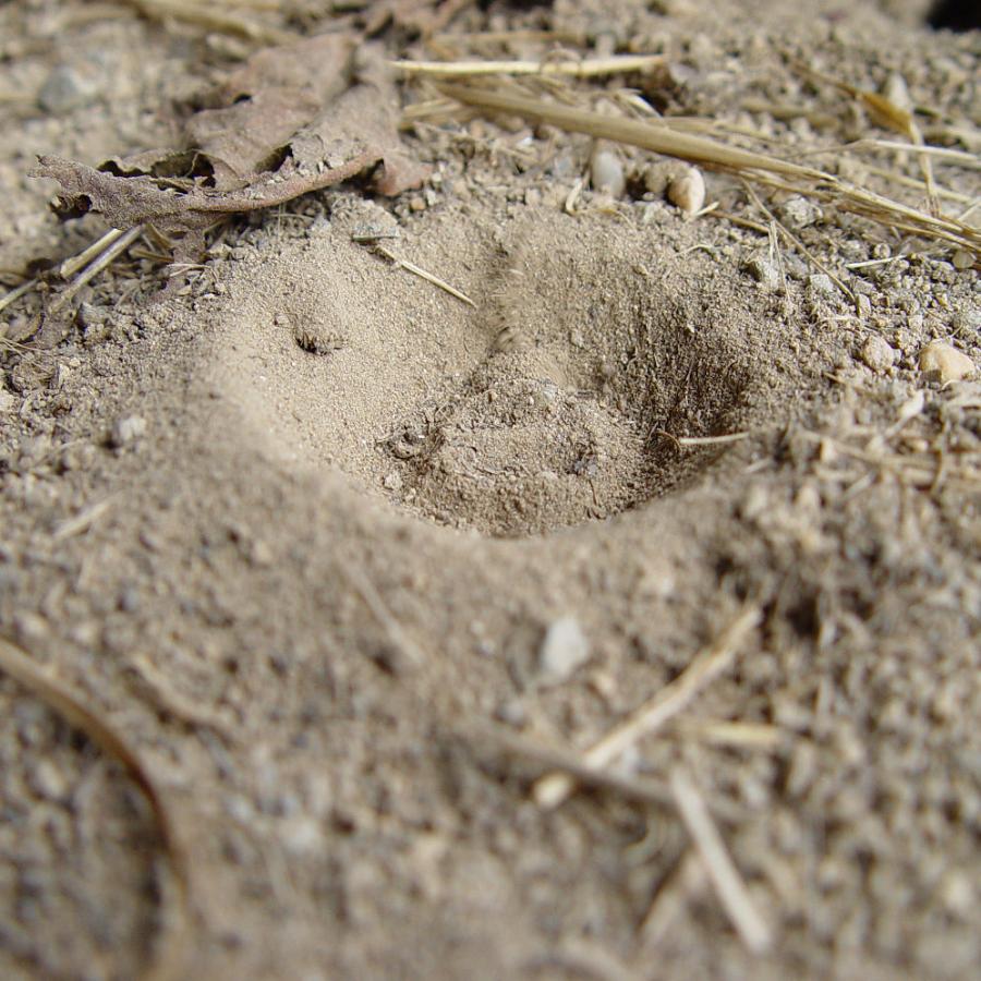 Experiencing the Antlion Trap